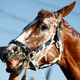 The face of a horse who knows he got away with something.